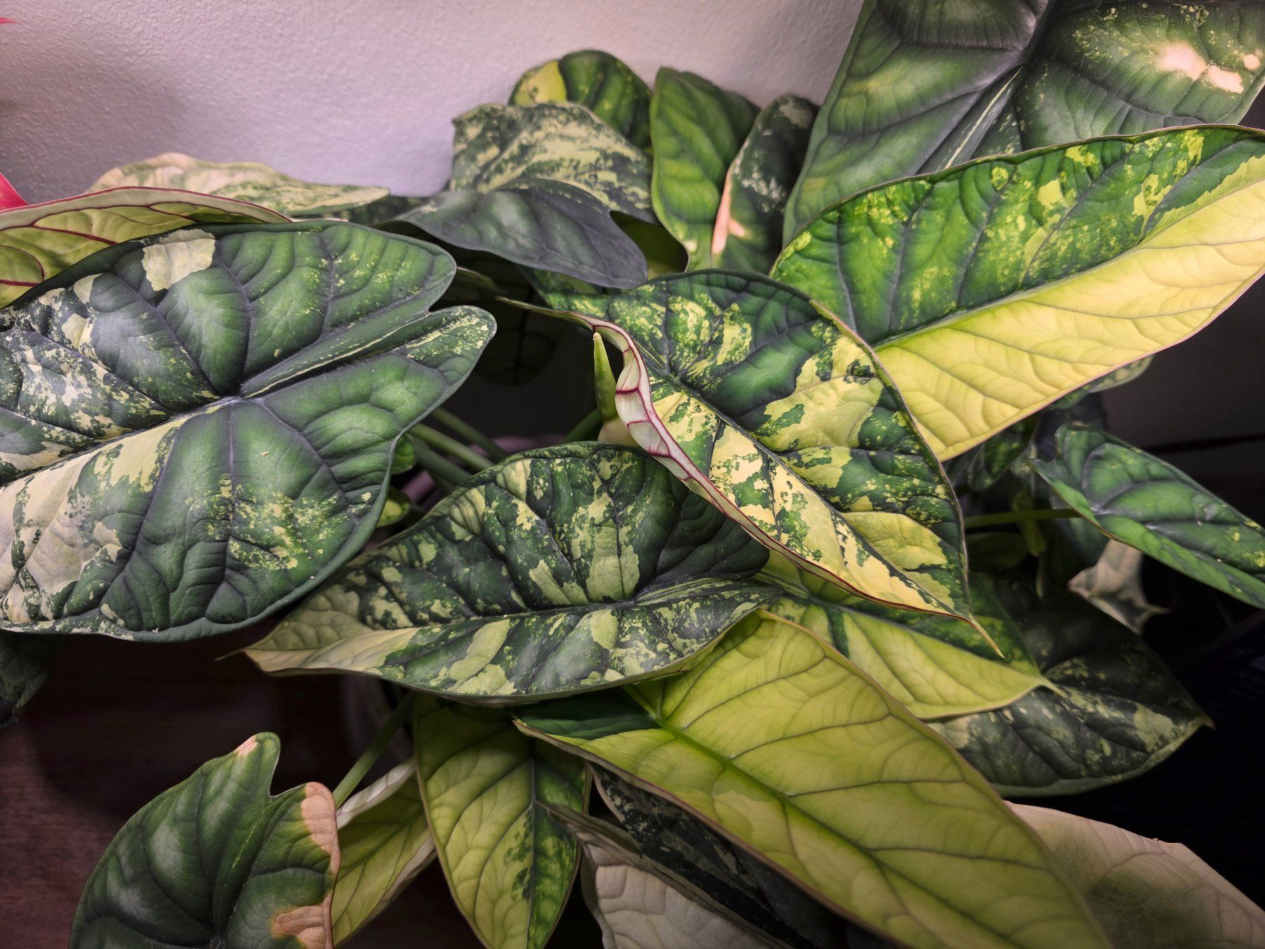 Plantes & graines: Alocasia Dragon scale variegata – D'occasion à Winterthur par jar_w2vp