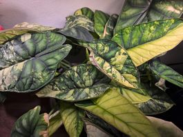 Alocasia Dragon scale variegata