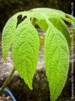 Brassaiopsis Mitis - Exotische Himalaya-Strahlenaralie