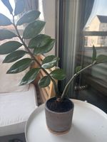 Zamioculcas zamiifolia Zimmerpflanze ohne Topf guter Zusta