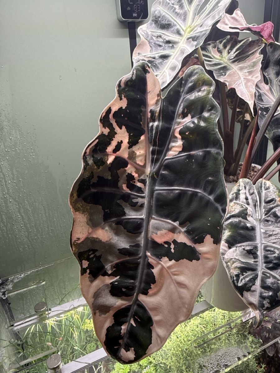 Piante & sementi: Alocasia chantrieri pink – Usato da Bottighofen venduto da narbor46 4