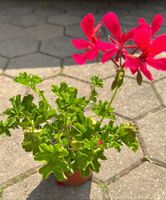 alte Geraniesorten - eine Pflanze!