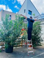 Oleander Busch, +3m verschiedene Farben, Top Zustand!