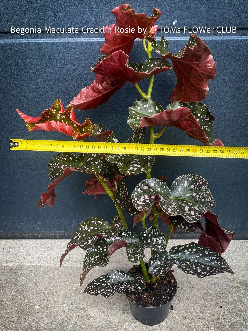 Pflanzen & Samen: Begonia Maculata Cracklin Rosie - einzigartige Farben – Neu und originalverpackt aus Adliswil von TAKEYOURPLANT 3