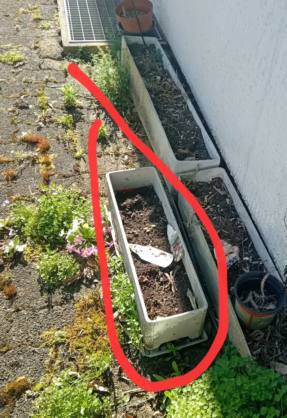 Blumentöpfe: Blumentopf,      in Fehraltorf, alle muss weg – Gebraucht aus Zürich von chulrich 1