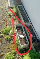 Blumenkasten,      in Fehraltorf, alle muss weg
