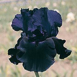 Piante & sementi: Iris Germanica Before the Storm – Nuovo (secondo la descrizione) da Roggwil venduto da Samonlinetrade