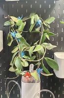 Hoya walliniana UT - 152