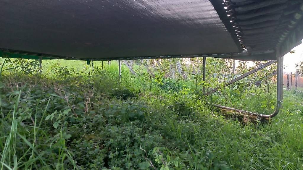 Trampoline: Trampolin – Gebraucht aus Aarau von jannik.s 2