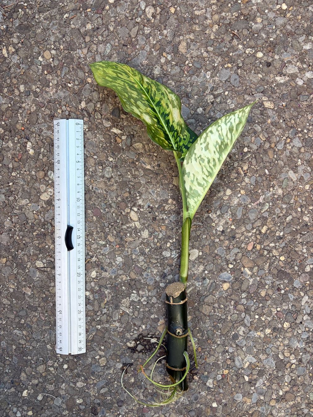 Pflanzen & Samen: Dieffenbachia reflector, bewurzelter Stammsteckling – Neu (gemäss Beschreibung) aus Winterthur von Aniger 1