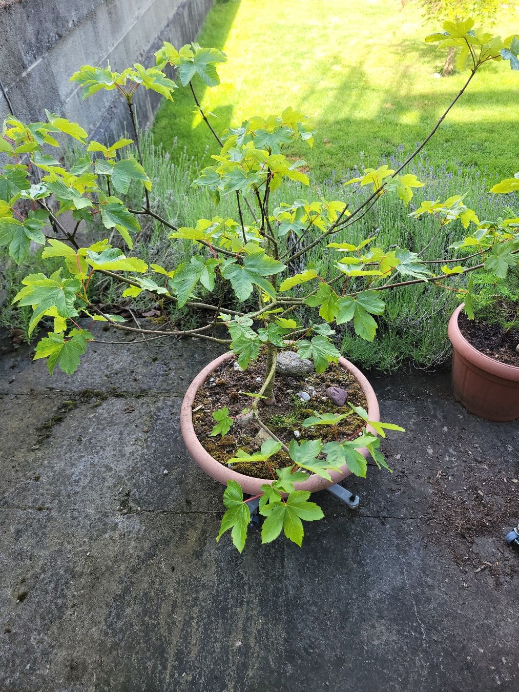 Pflanzen & Samen: Bergahorn - Bäumchen - Bonsai mit Schale – Neu (gemäss Beschreibung) aus Flamatt von bravura