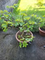 Bergahorn - Bäumchen - Bonsai mit Schale