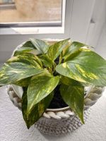 Pothos avec cache-pot (H 20 cm × Ø 20 cm)