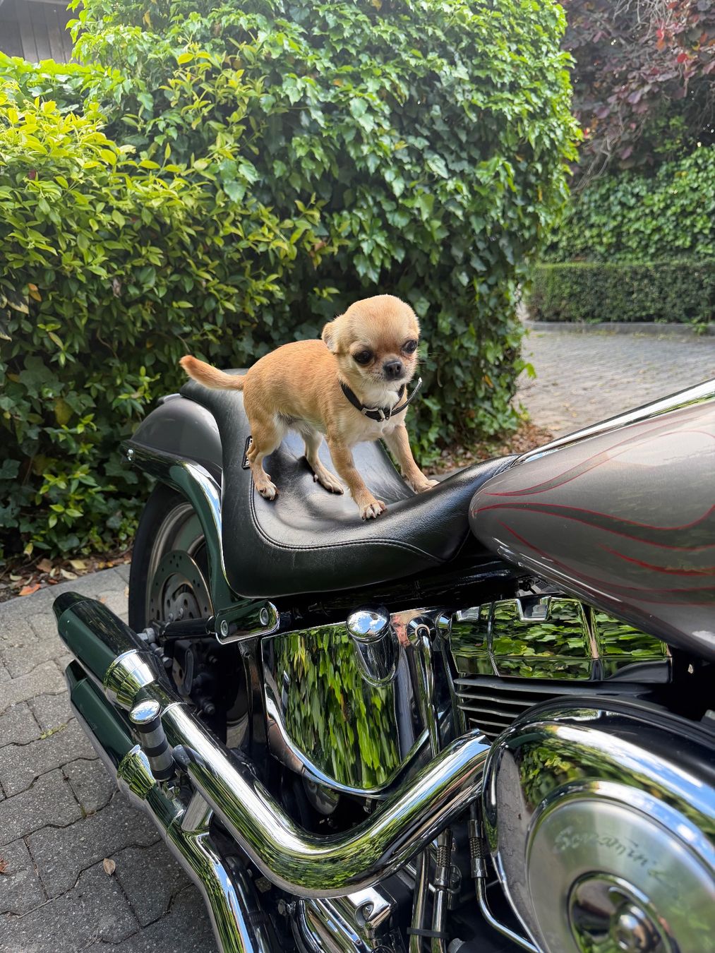 Harley-Davidson Chopper: Harley Davidson FXSTD-I Softail Deuce – Usato da Mies venduto da zav_kvv9 8