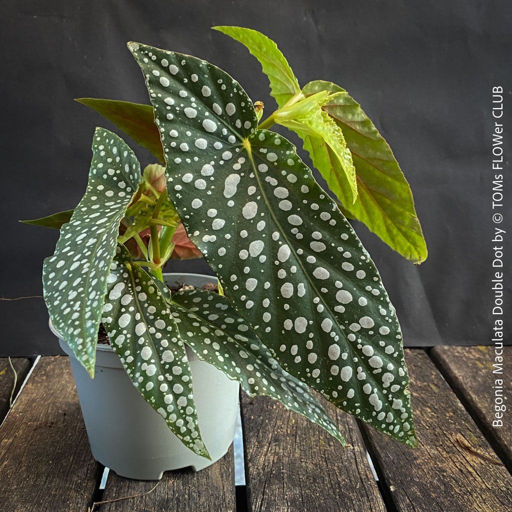 Piante & sementi: Begonia Maculata Double Dot - ein wunderschönes Sammlerstück – Nuovo e nell'imballaggio originale da Adliswil venduto da astom369 3