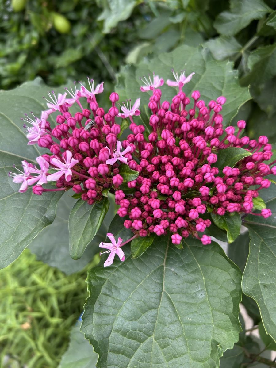Piante & sementi: Losbaum, Clerodendrum bungei blühend, im Topf – Usato da Kirchleerau venduto da Moritz15A 3