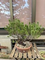 Pinus Mugo Yamadori Rohmaterial