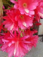 EPIPHYLLUM - KAKTUS / PFLANZE (KORALLEN GEISHA)