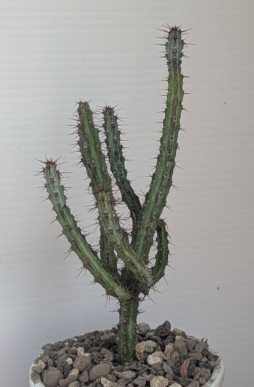 Pflanzen & Samen: Euphorbia  – Gebraucht aus Comano von che_8lc2 1