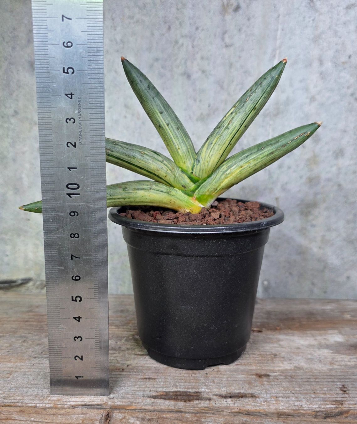 Piante & sementi: Sansevieria Boncel Variegata – Usato da St.Erhard venduto da Plumilandschweiz 1
