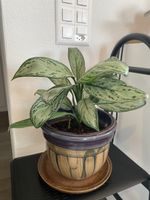 Aglaonema silver bay plant with nice pot