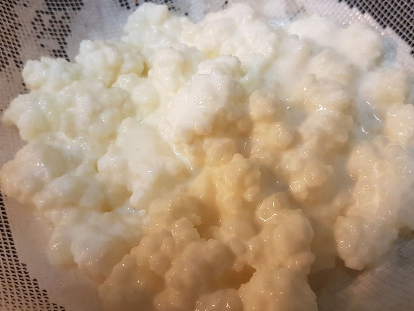 Cibi & Specialità: Kefir-Pilze – Nuovo (secondo la descrizione) da Stettlen venduto da Waldwichtel 2