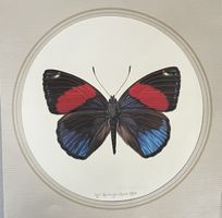 Original Max Heuberger Schmetterling-Litho, Basel 1975!