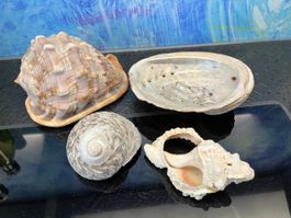 Muscheln Paua Maritim Stranddeko Gartendeko Bad Fensterdeko