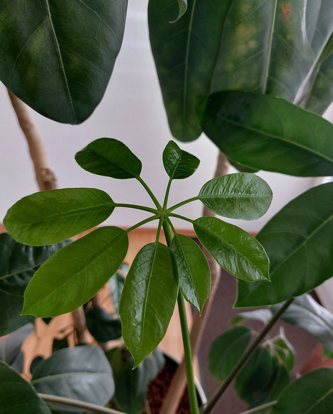 Pflanzen & Samen: Schefflera (Strahlenaralie) – Gebraucht aus Zürich von michaelwiggenhauser 3