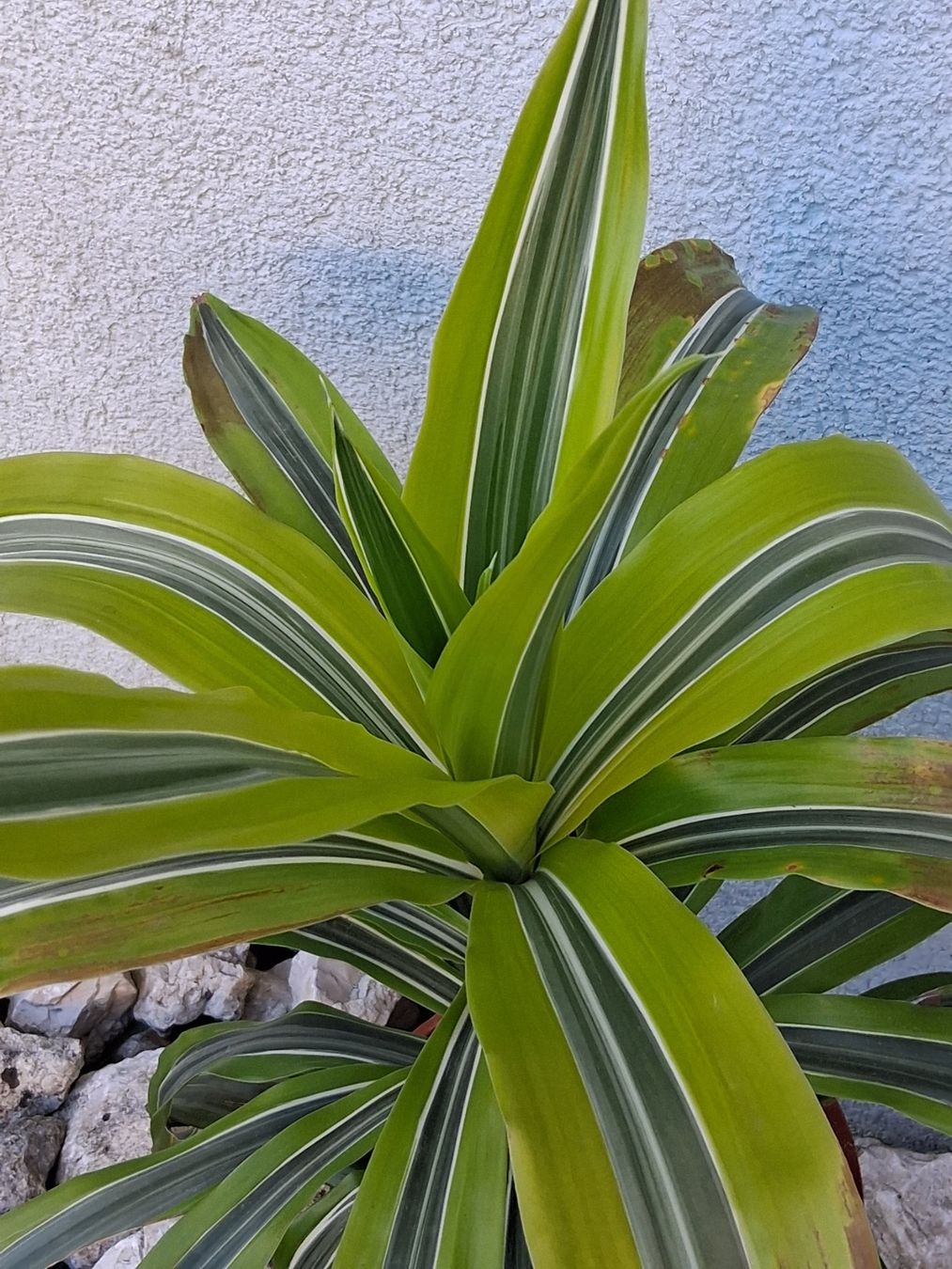Plantes & graines: Zimmerpflanze – D'occasion à Aarburg par brujil 7