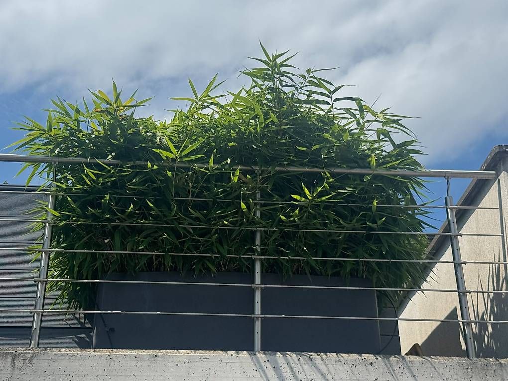 Pots de fleurs: Eternit Delta 60 Pflanzkübel mit Bambus  Anthrazit  – D'occasion à Neerach par bee_lrq8 3