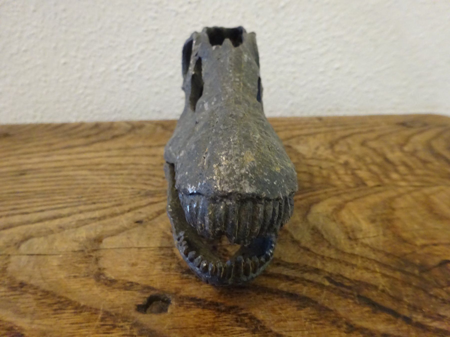 Fossili: Schädel Saurier – Usato da Esslingen venduto da eintagammeer 2