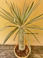 Pachypodium Geayi - Sukkulenten Rarität aus Madagaskar