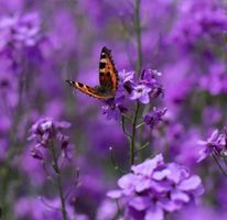 Nachtviole (Hesperis matronalis) / 15 Samen
