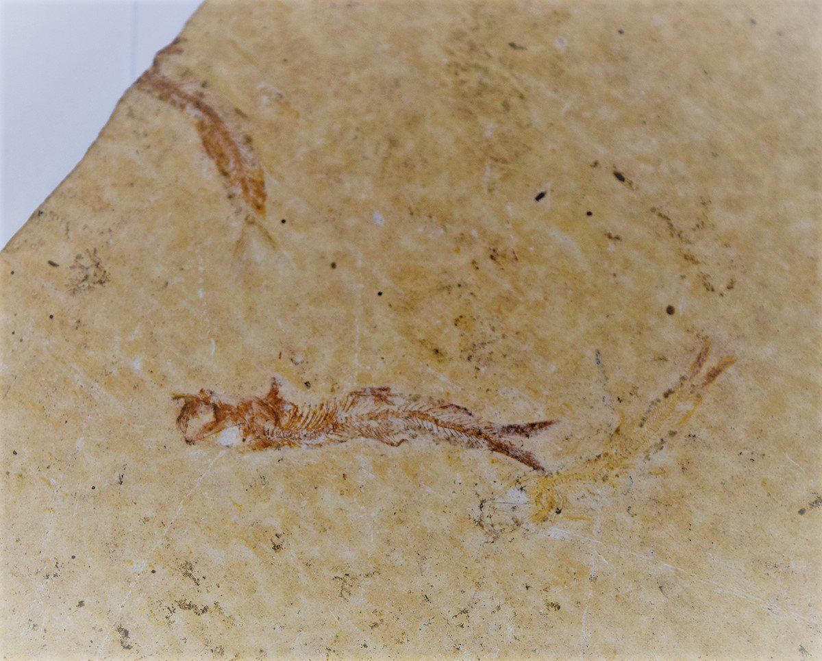 Fossili: Versteinerung aus den USA – Nuovo (secondo la descrizione) da Grabs venduto da Fadenquarz 2
