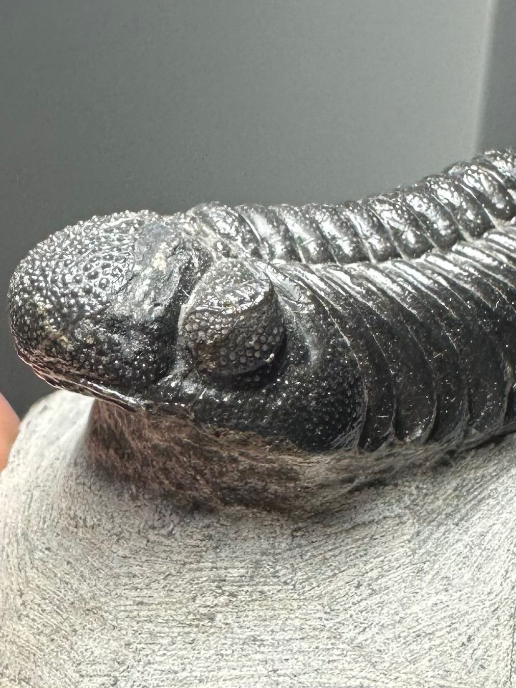Fossili: Fossiler Trilobit - Phacops sp. – Usato da Lutzenberg venduto da CS65 9