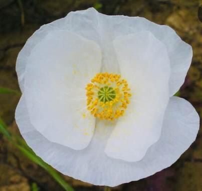 Pflanzen & Samen: 50 SAMEN GRAINES SEMI SEEDS WEIßER MOHN – Neu und originalverpackt aus Rovio von POSITIFFARTandPLANTS 5