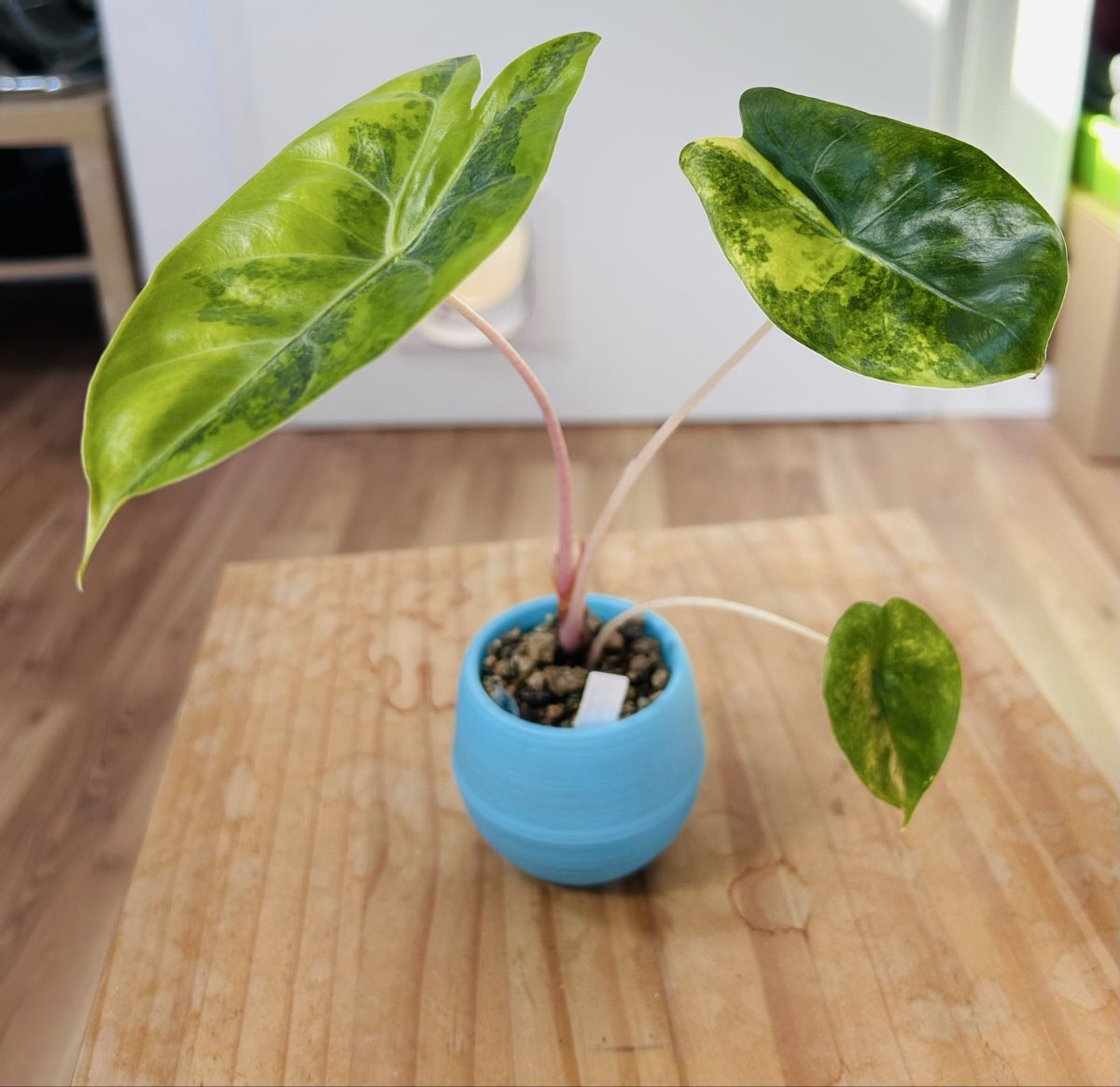 Piante & sementi: Alocasia Pink Dragon Aurea variegata  – Nuovo (secondo la descrizione) da Scherzingen venduto da Elefantenohr.ch