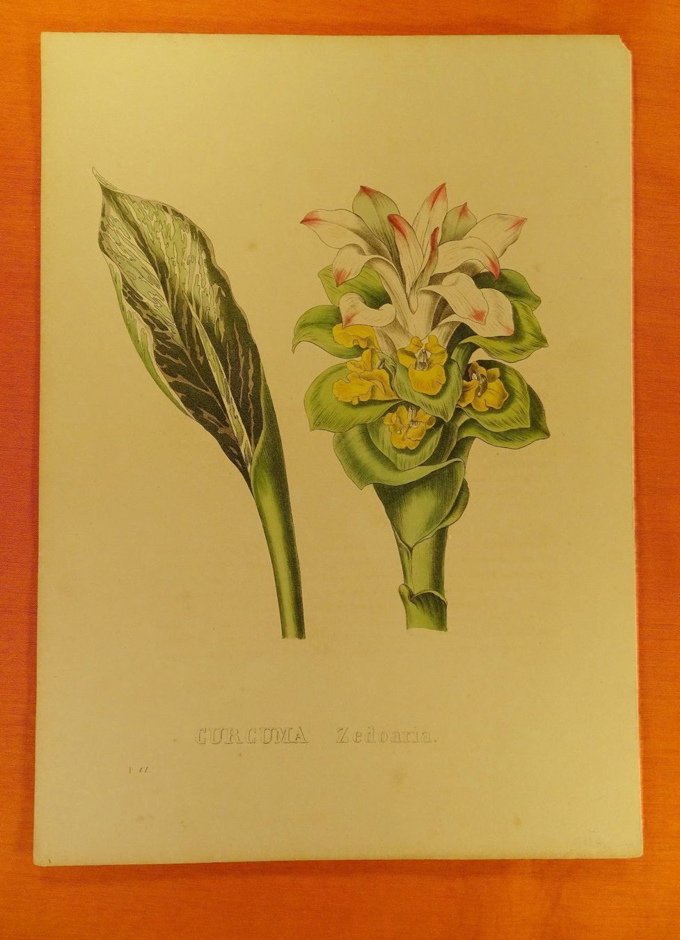 Grafica & Litografie: CURCUMA ZEDOARIA, LITHOGRAPHIE UM 1880 – Usato da Grüningen venduto da Kartensammler 1