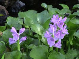 Wasserhyazinthe (Eichhornia)!