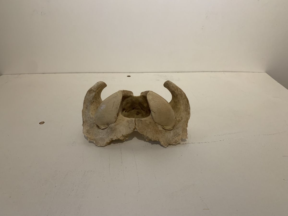 Sculture & Statue: Elch Rückenwirbel – Usato da Reinach BL venduto da noah_mith