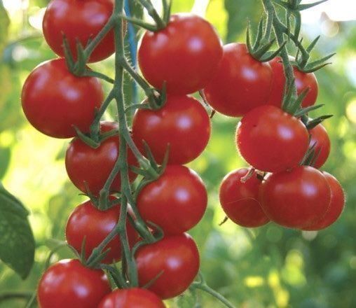 Piante & sementi: 50 Samen GARDENERS DELIGHT Kirschtomate – Nuovo (secondo la descrizione) da Ehrendingen venduto da VerveinaSamen 2