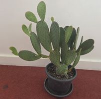 Opuntia Kaktus ca. 27cm hoch, mit Topf 