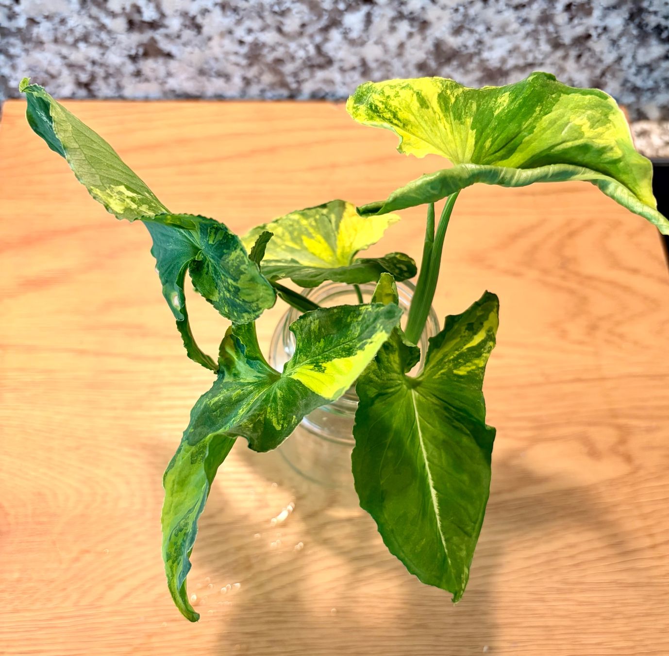 Plantes & graines: Syngonium Scrambled Egg – D'occasion à Kaiseraugst par dka_b97z