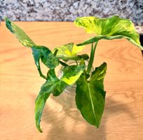 Syngonium Scrambled Egg