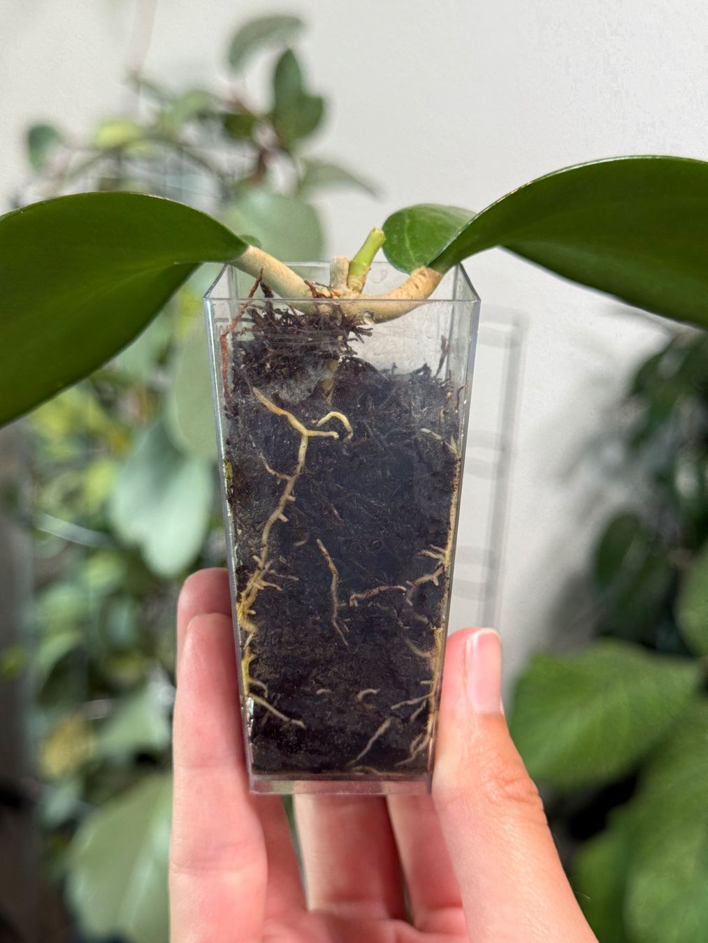 Piante & sementi: Hoya pachyphylla ✨ – Nuovo (secondo la descrizione) da Bachenbülach venduto da ilawega 1