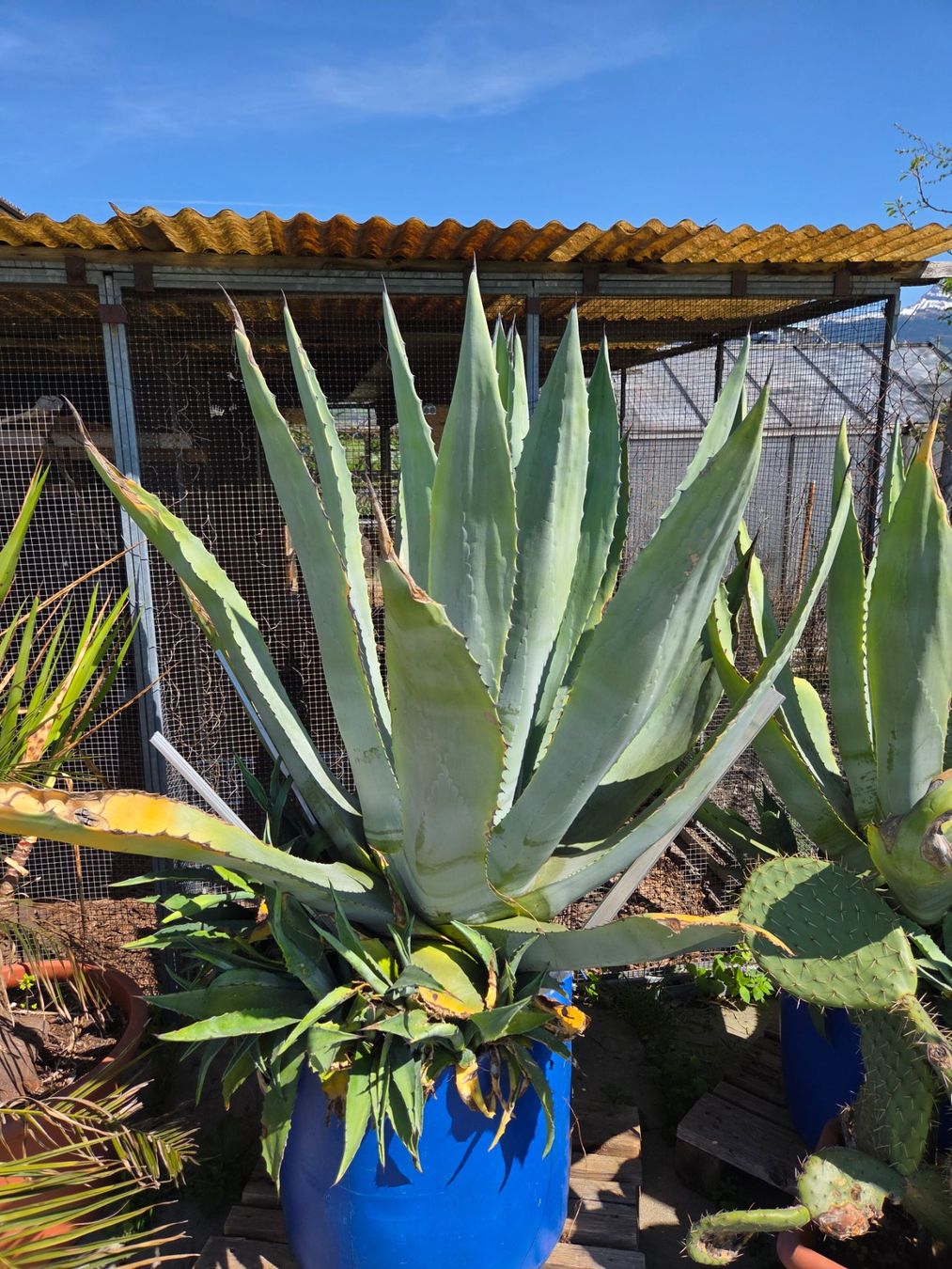 Piante & sementi: Agave Gross – Usato da Walenstadt venduto da orl_c9xv