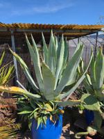 Agave Gross