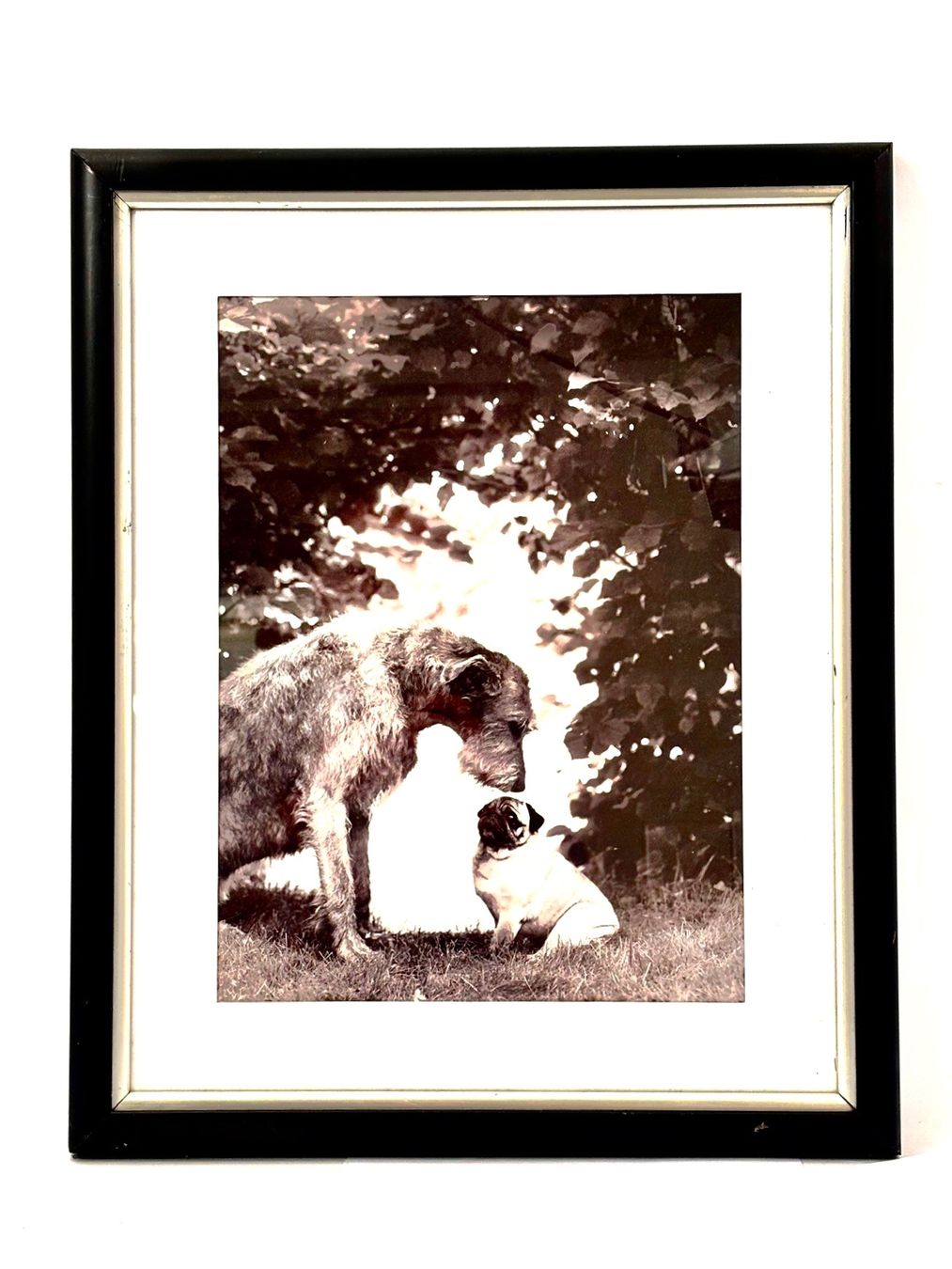 Foto & Immagini: Hunde "Smalltalk" Bild gerahmt Holz/Silber 56 x 45cm – Usato da Küsnacht ZH venduto da Vuit-on 2