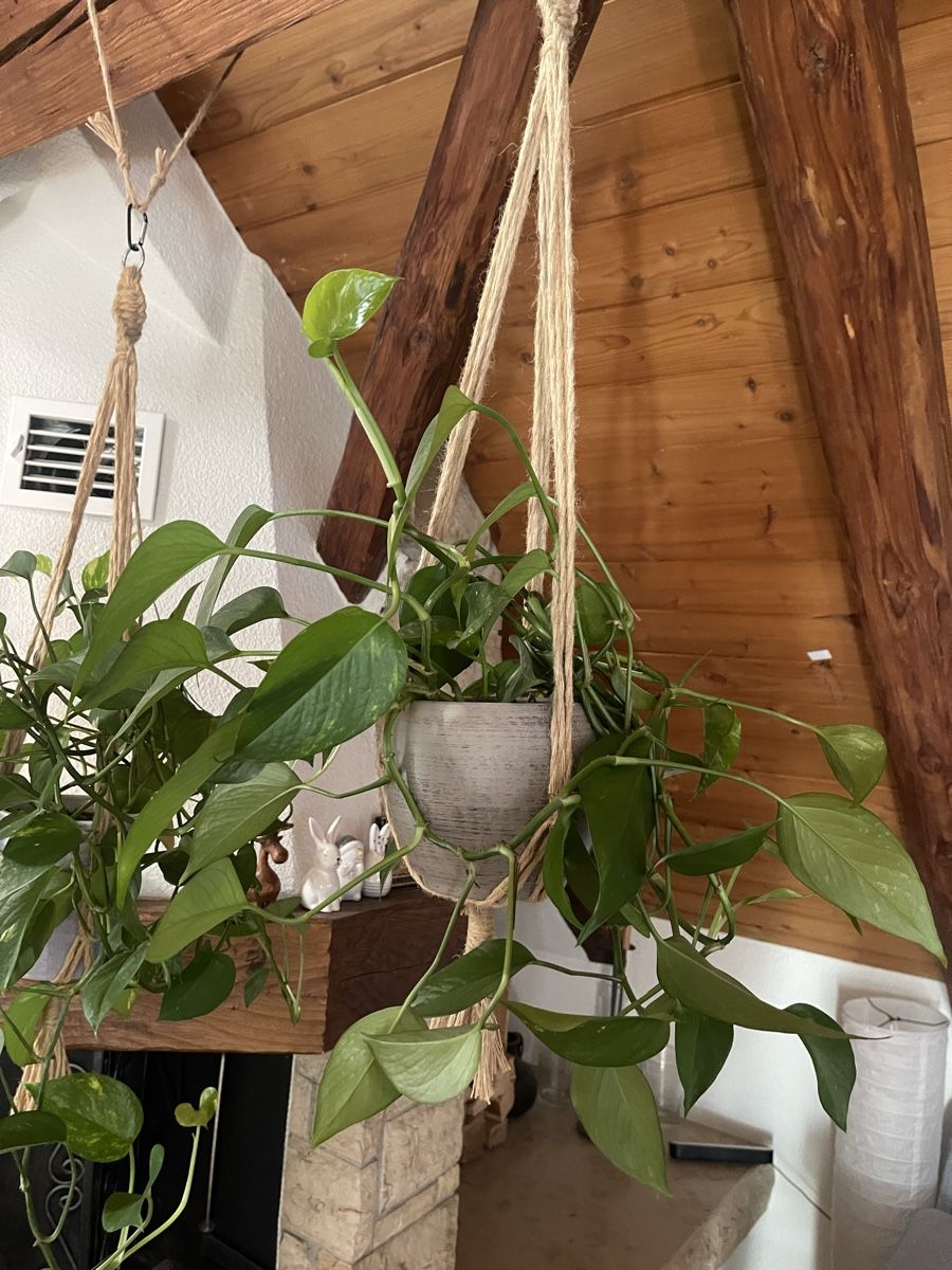 Plantes & graines: 5 Töpfe Efeututen – D'occasion à Arni AG par belfidi 1